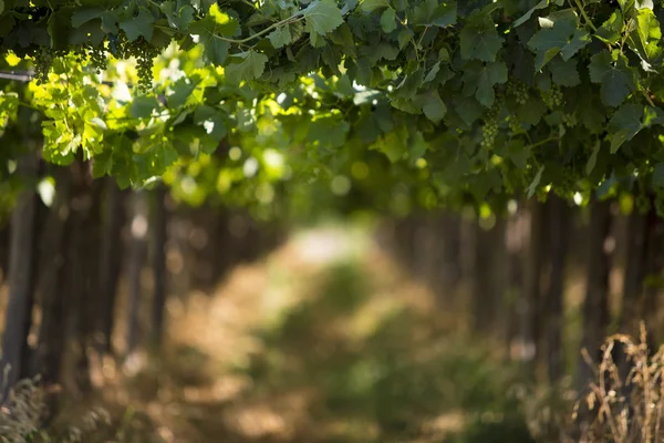 depositphotos_80741308-stock-photo-detail-of-vineyards-in-argentina