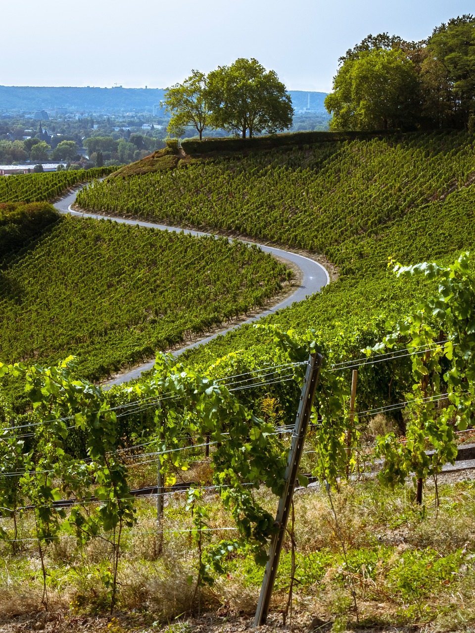path, vineyard, viticulture-3647952.jpg