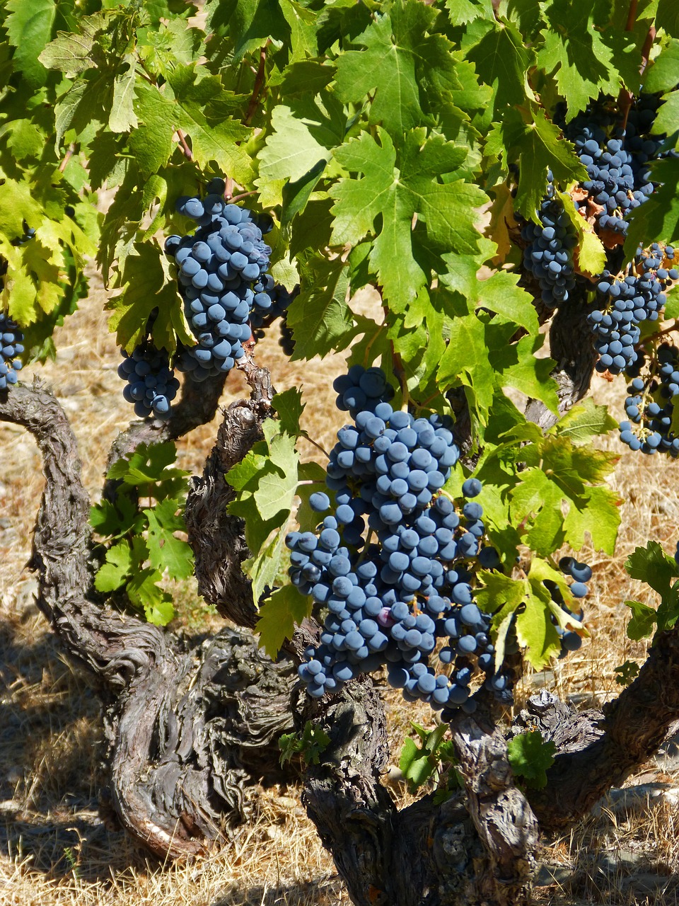 vine, priorat, old vine-1682105.jpg